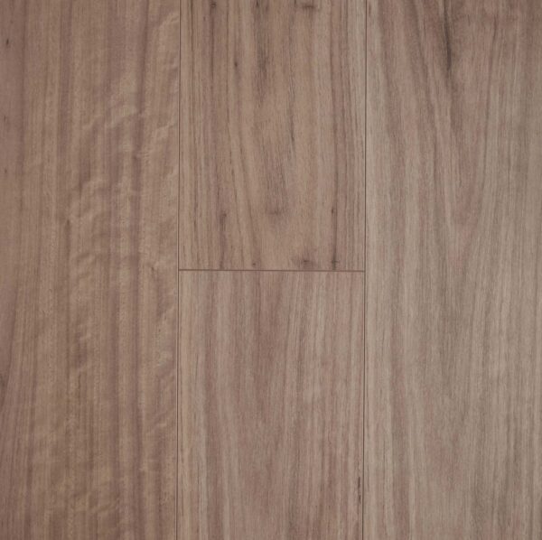 Blackbutt