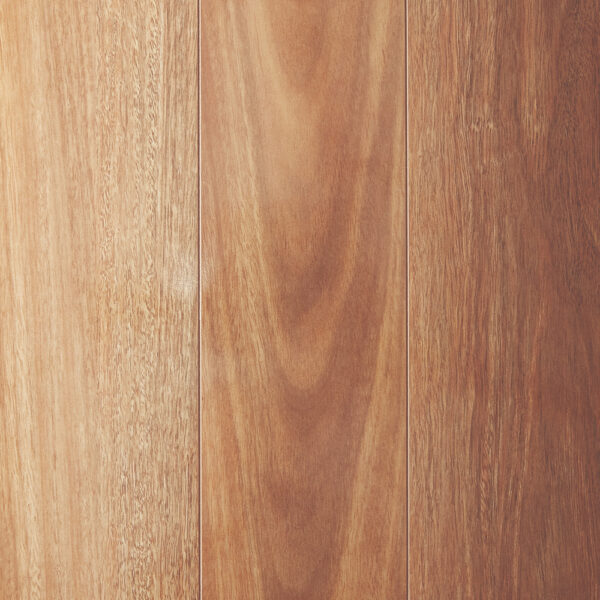 Mountain Spotted Gum