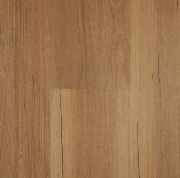 Coastal Spotted Gum