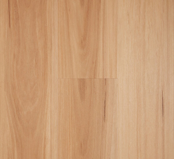 Blackbutt