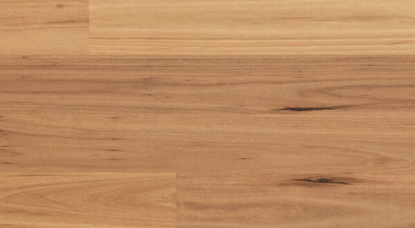 Blackbutt