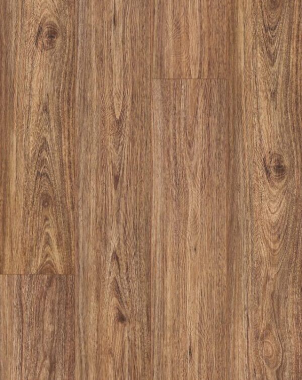 Spotted Gum