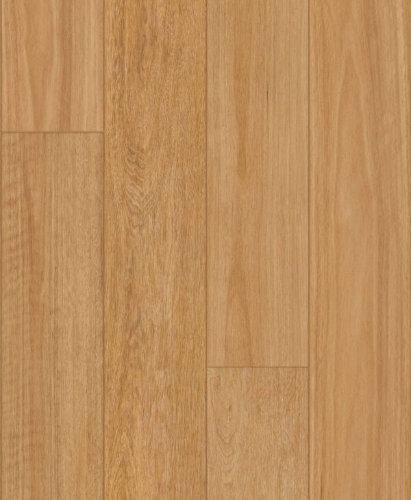 Blackbutt