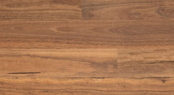 Spotted Gum